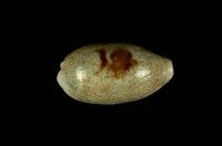 藏品(愛龍寶螺)的圖片